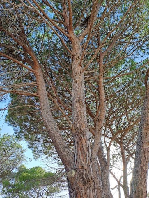 Gelsi Holiday Home La Maddalena Ла-Маддалена Екстер'єр фото